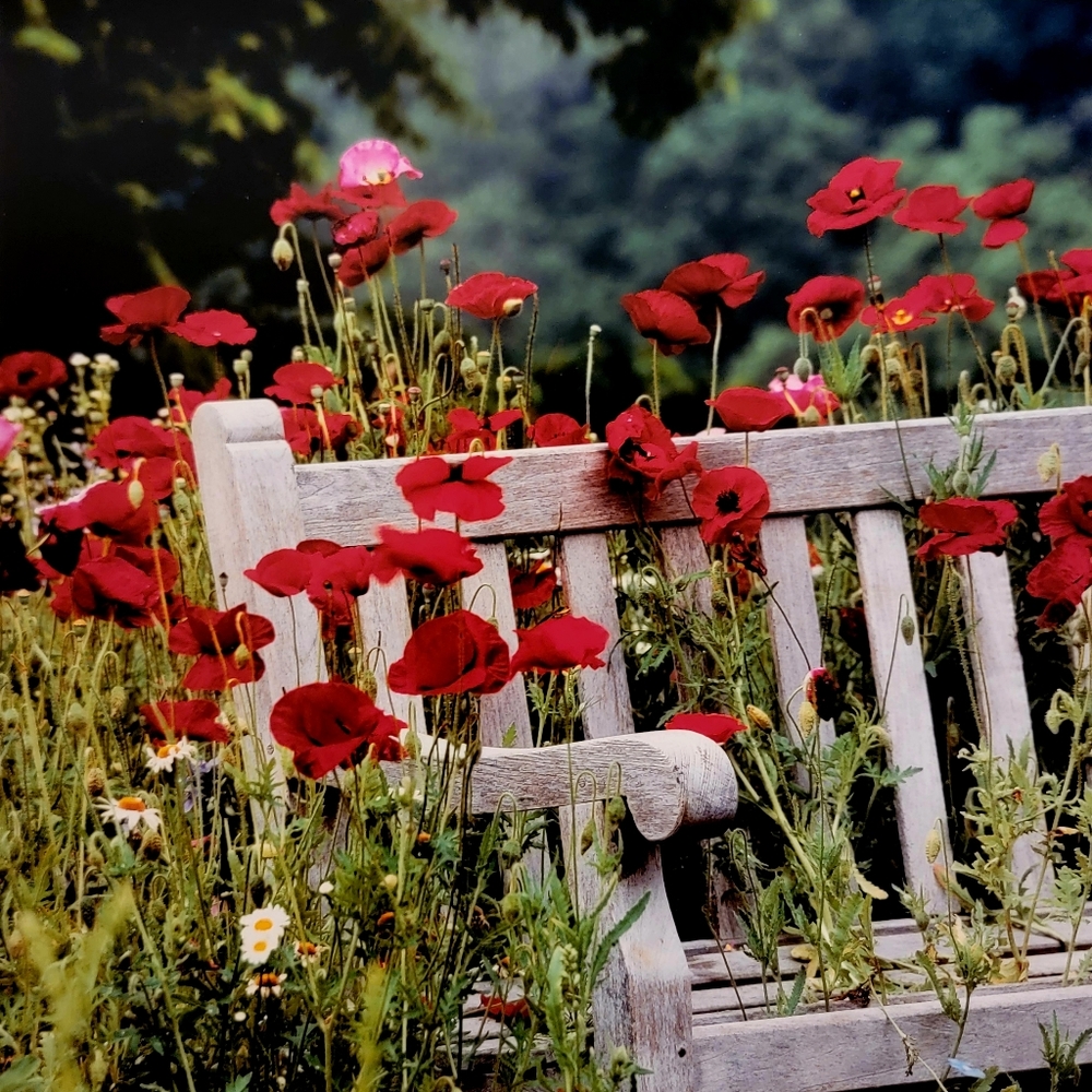 COLDWATER CREEK ♡  White Wooden Bench Red Floral Poppy Unframed Original Print